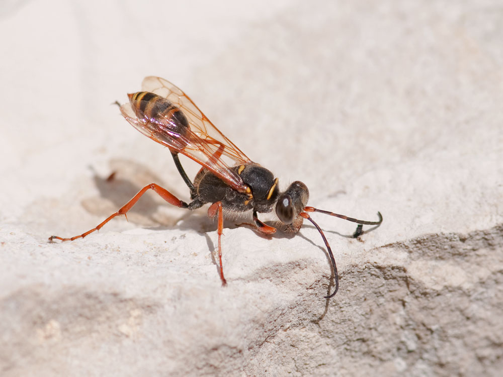 Sceliphron curvatum